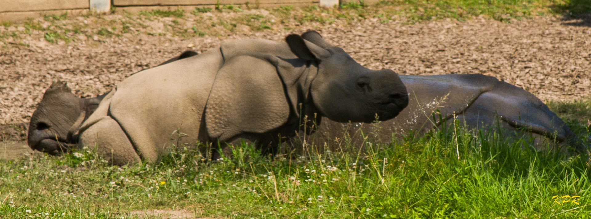 Indian Rhinoceros - "Georgia" and "Tashi"