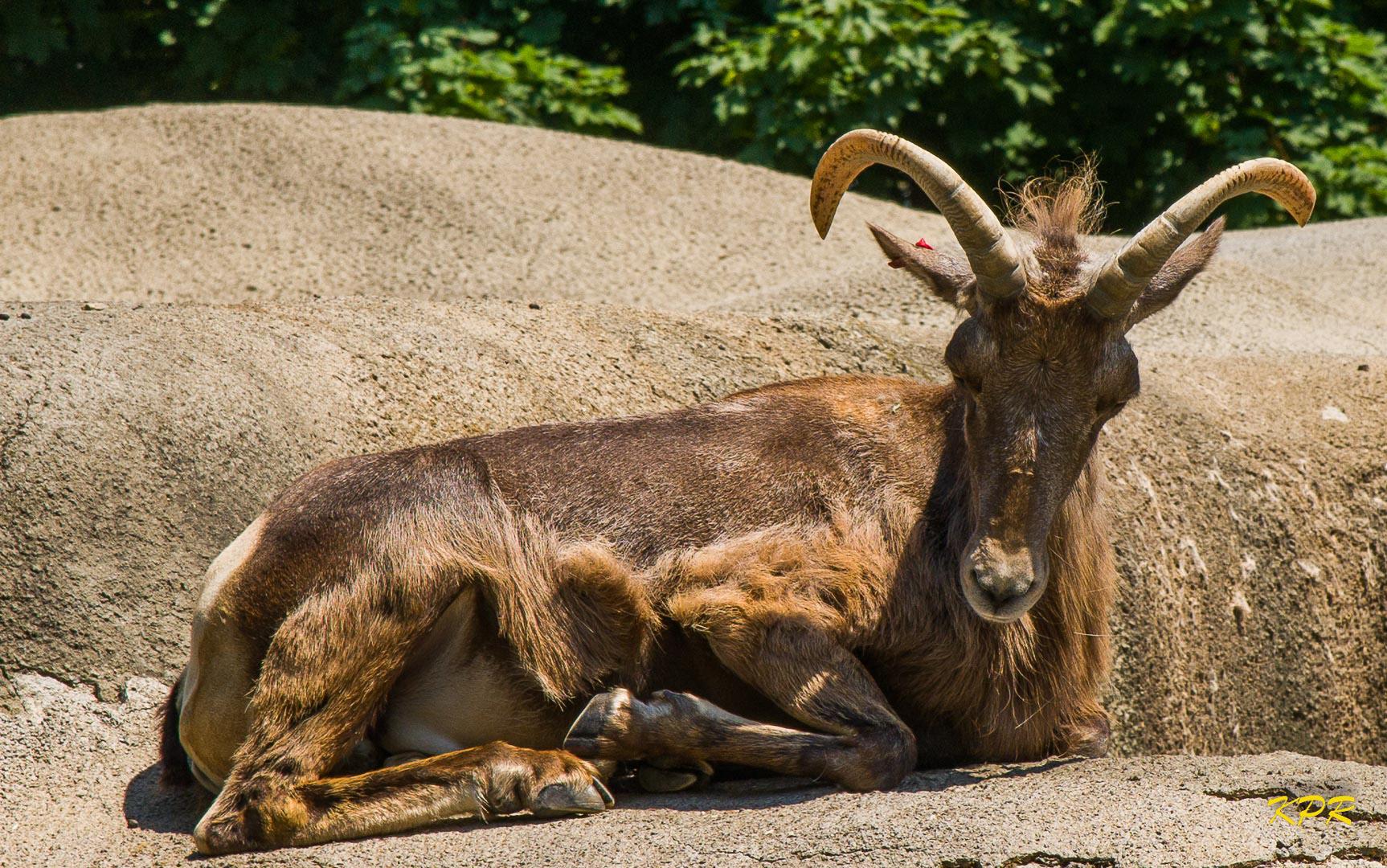 Rocky Mountain Big Horn Sheep