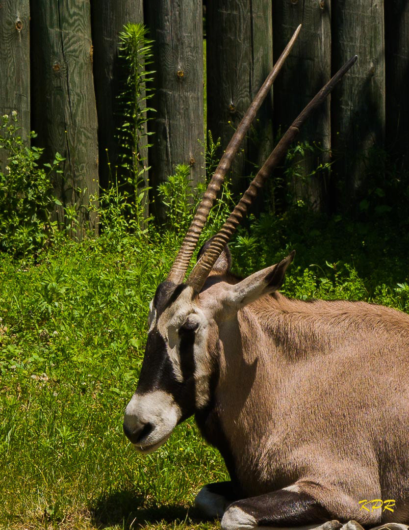 Gemsbok