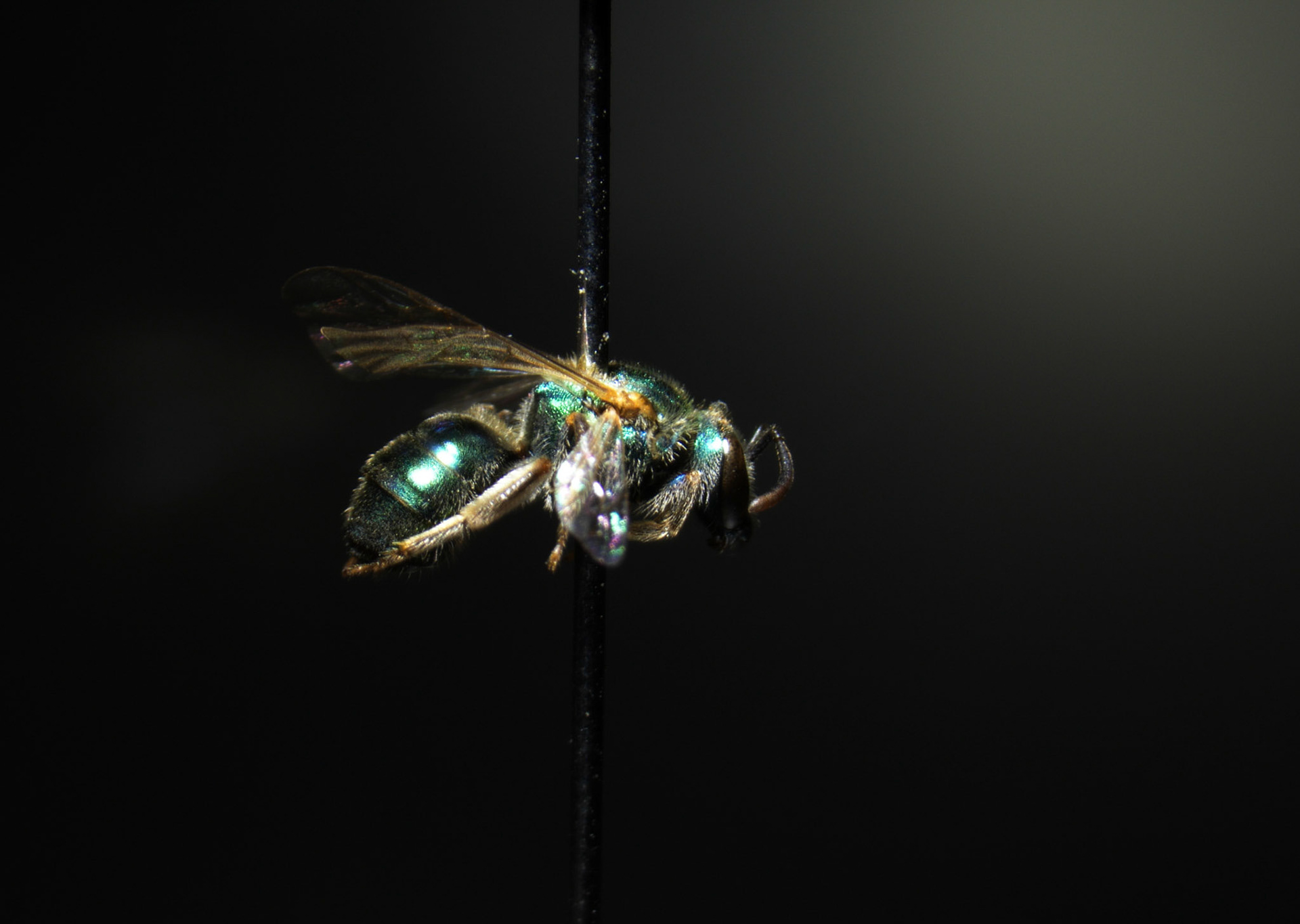 Camera Name: Color Camera Nikon DS-Fi3 Camera Settings: Camera Type: Nikon DS-Fi3Binning: 1.0x1.0Exposure: 8.2 msGain: 1.0xSharpness: MediumBrightness: 0.00Hue: 0.00Saturation: 0.00WB Red: 2.09WB Blue: 3.10Scene Mode: Neutral Microscope Settings:   Microscope: SMZ Microscope  Zoom: 0.63x