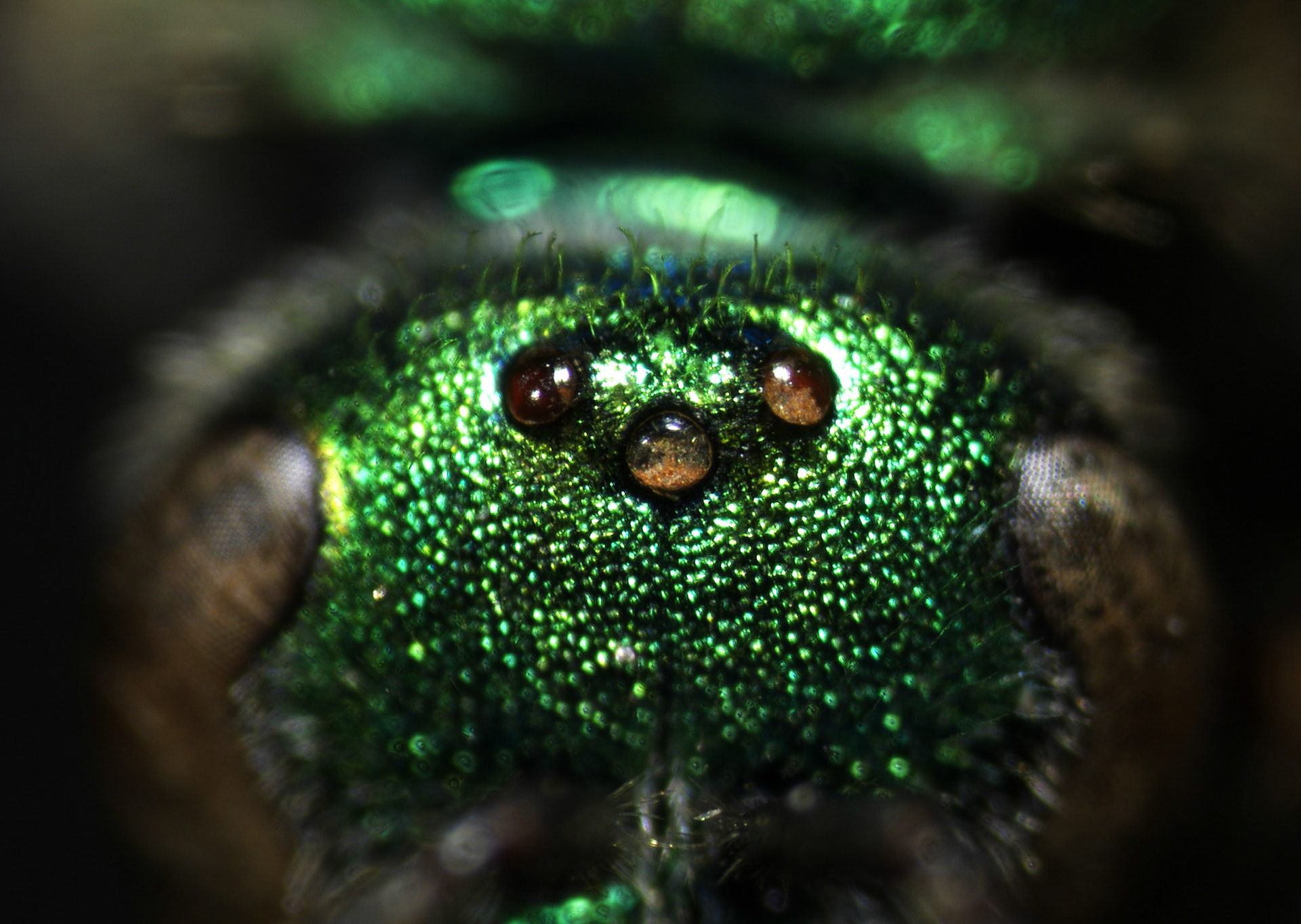 Camera Name: Color Camera Nikon DS-Fi3 Camera Settings: Camera Type: Nikon DS-Fi3Binning: 1.0x1.0Exposure: 8.2 msGain: 1.0xSharpness: MediumBrightness: 0.00Hue: 0.00Saturation: 0.00WB Red: 2.09WB Blue: 3.10Scene Mode: Neutral Microscope Settings:   Microscope: SMZ Microscope  Zoom: 0.63x