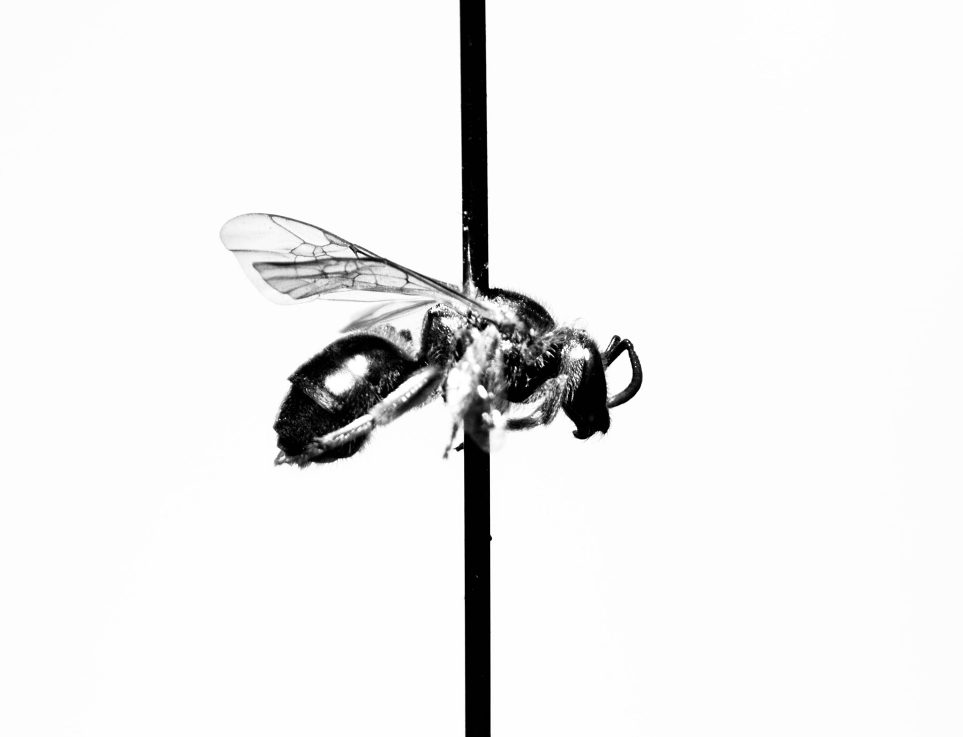 Camera Name: Color Camera Nikon DS-Fi3 Camera Settings: Camera Type: Nikon DS-Fi3Binning: 1.0x1.0Exposure: 8.2 msGain: 1.0xSharpness: MediumBrightness: 0.00Hue: 0.00Saturation: 0.00WB Red: 2.09WB Blue: 3.10Scene Mode: Neutral Microscope Settings:   Microscope: SMZ Microscope  Zoom: 0.63x