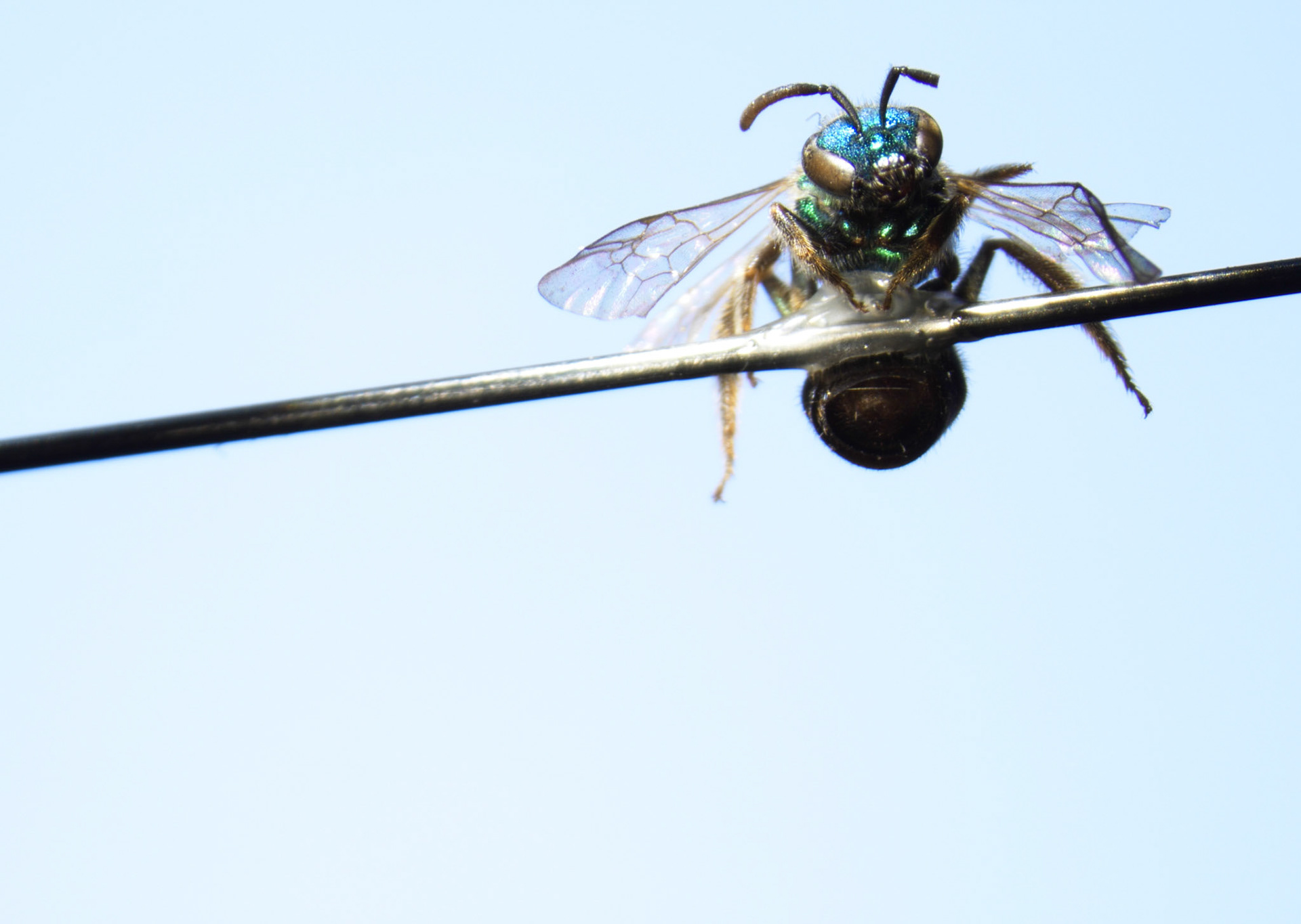 Camera Name: Color Camera Nikon DS-Fi3 Camera Settings: Camera Type: Nikon DS-Fi3Binning: 1.0x1.0Exposure: 8.2 msGain: 1.0xSharpness: MediumBrightness: 0.00Hue: 0.00Saturation: 0.00WB Red: 2.09WB Blue: 3.10Scene Mode: Neutral Microscope Settings:   Microscope: SMZ Microscope  Zoom: 0.63x