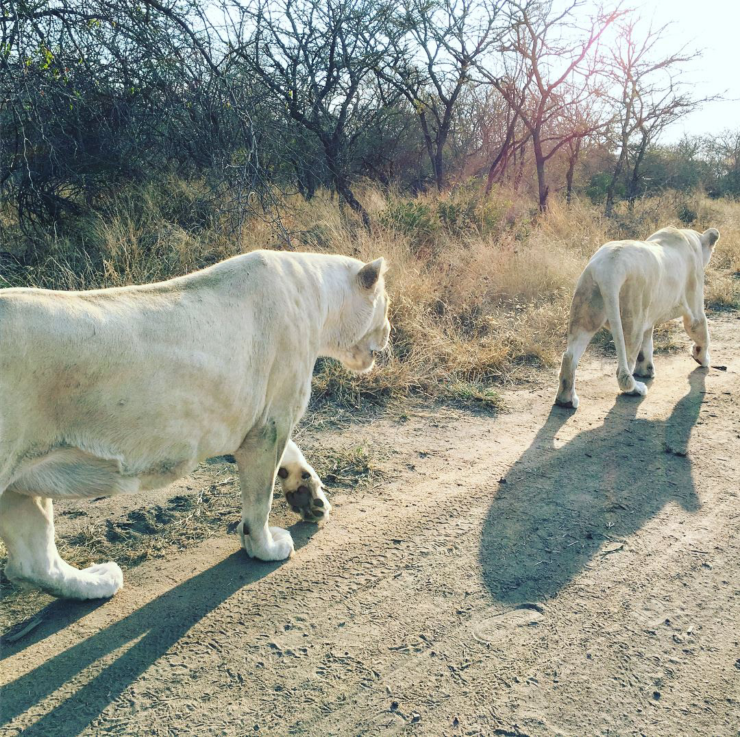 on bush walk with 2 white lions from my lodge