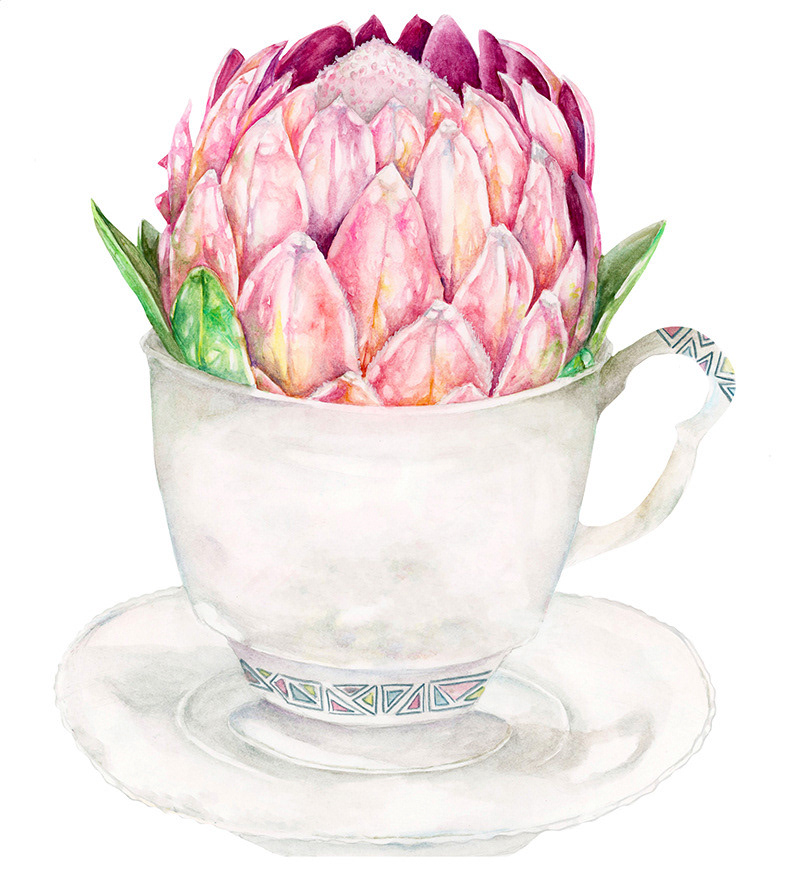 Protea