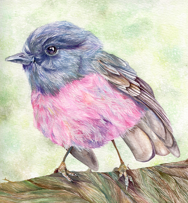 Pink Robin