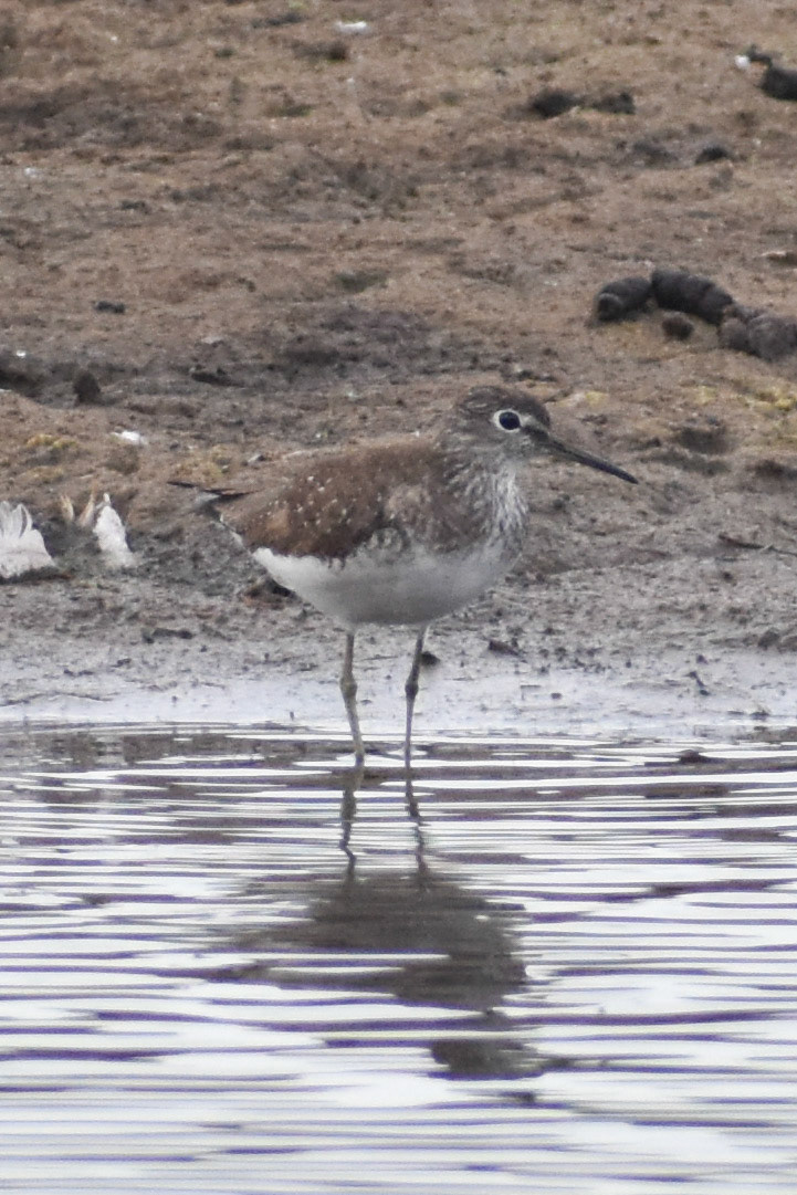 Solitary Sandpiper