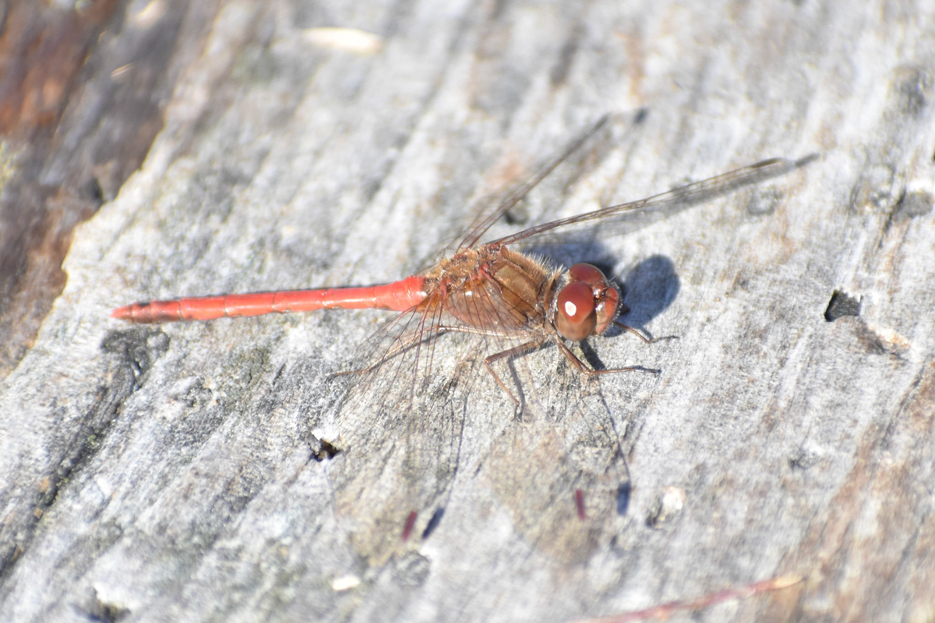 Autumn Meadowhawk