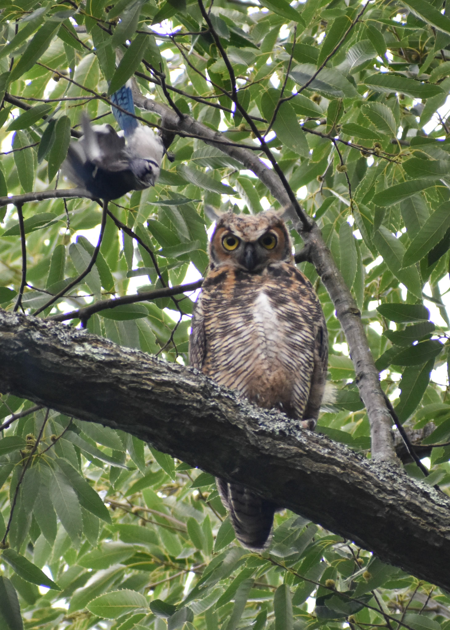 Great Horned Owl (plus blue jay)
