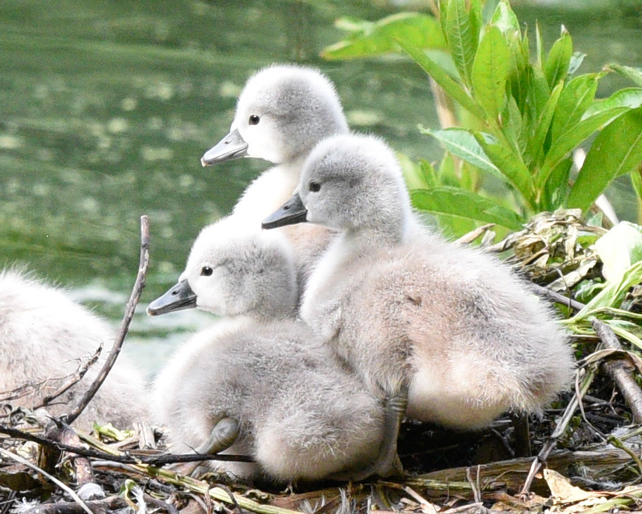 Mute Swan (juvenile)