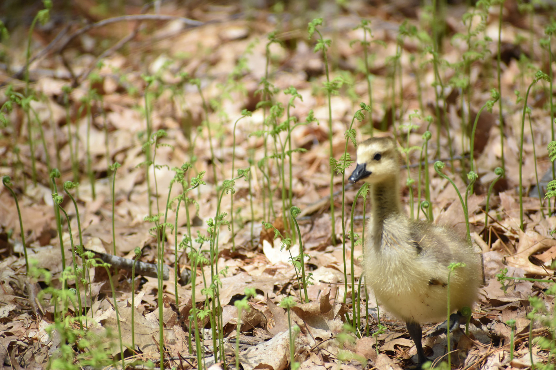 Canada Goose (juvenile)