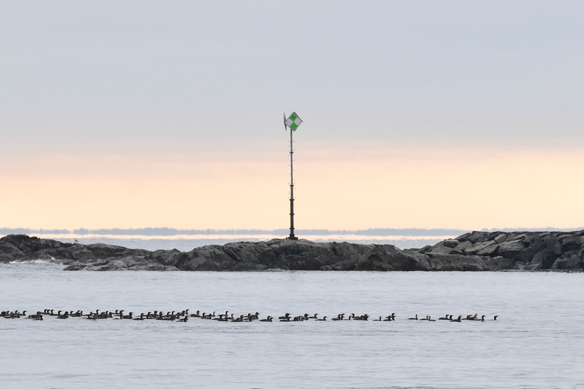 39. Double-crested Cormorants