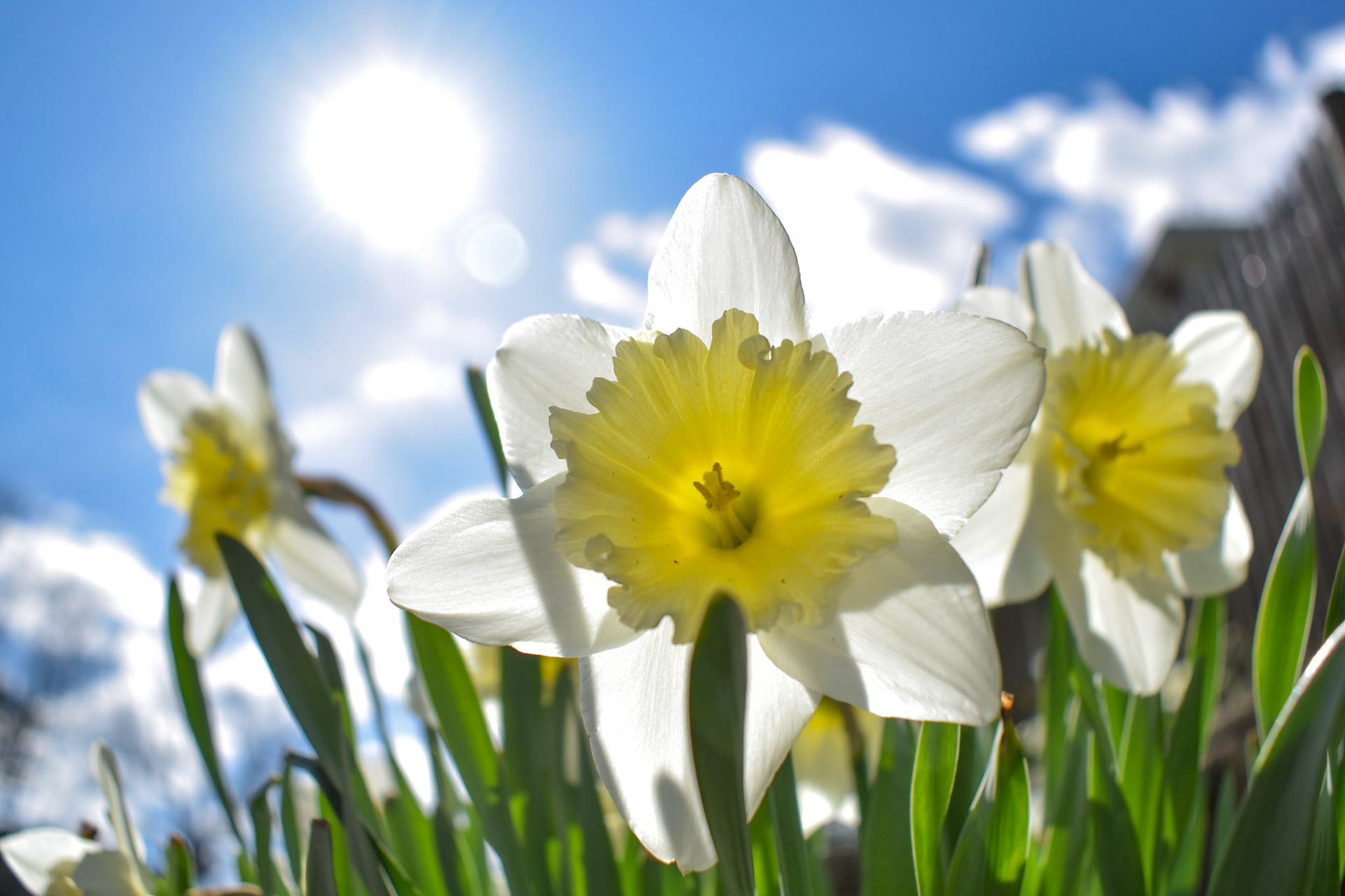 2. Daffodils - taken!