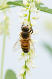 Western Honey Bee