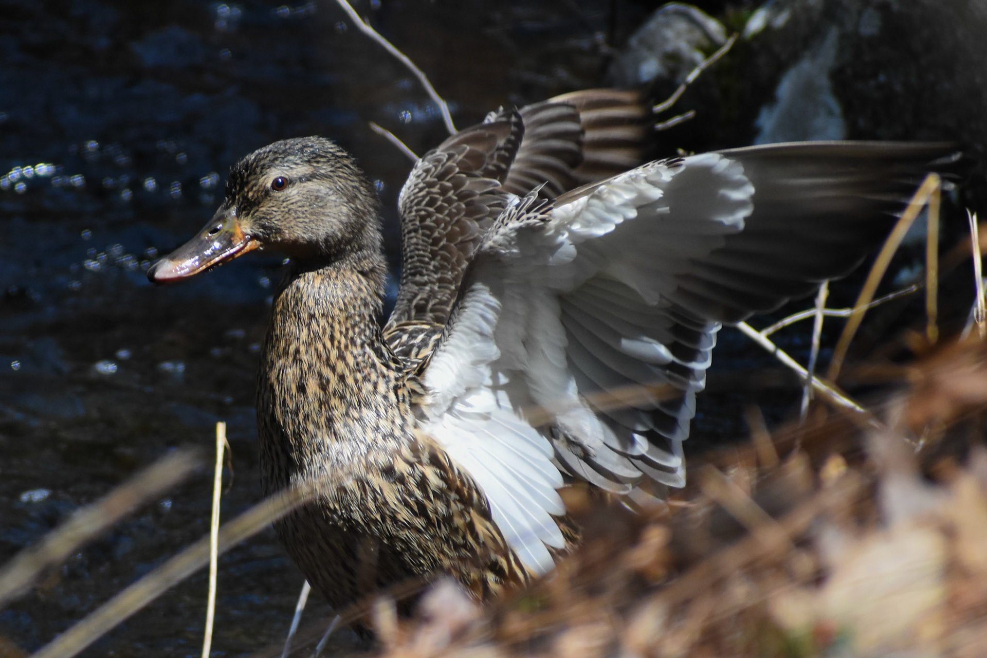 Mallard
