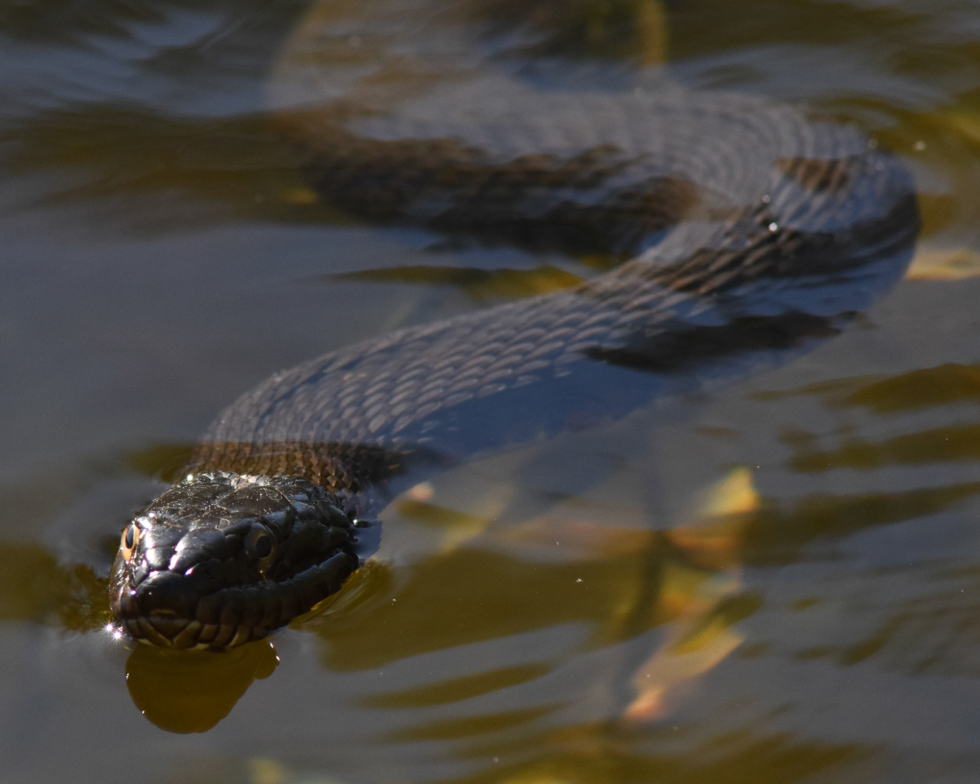 Common Watersnake