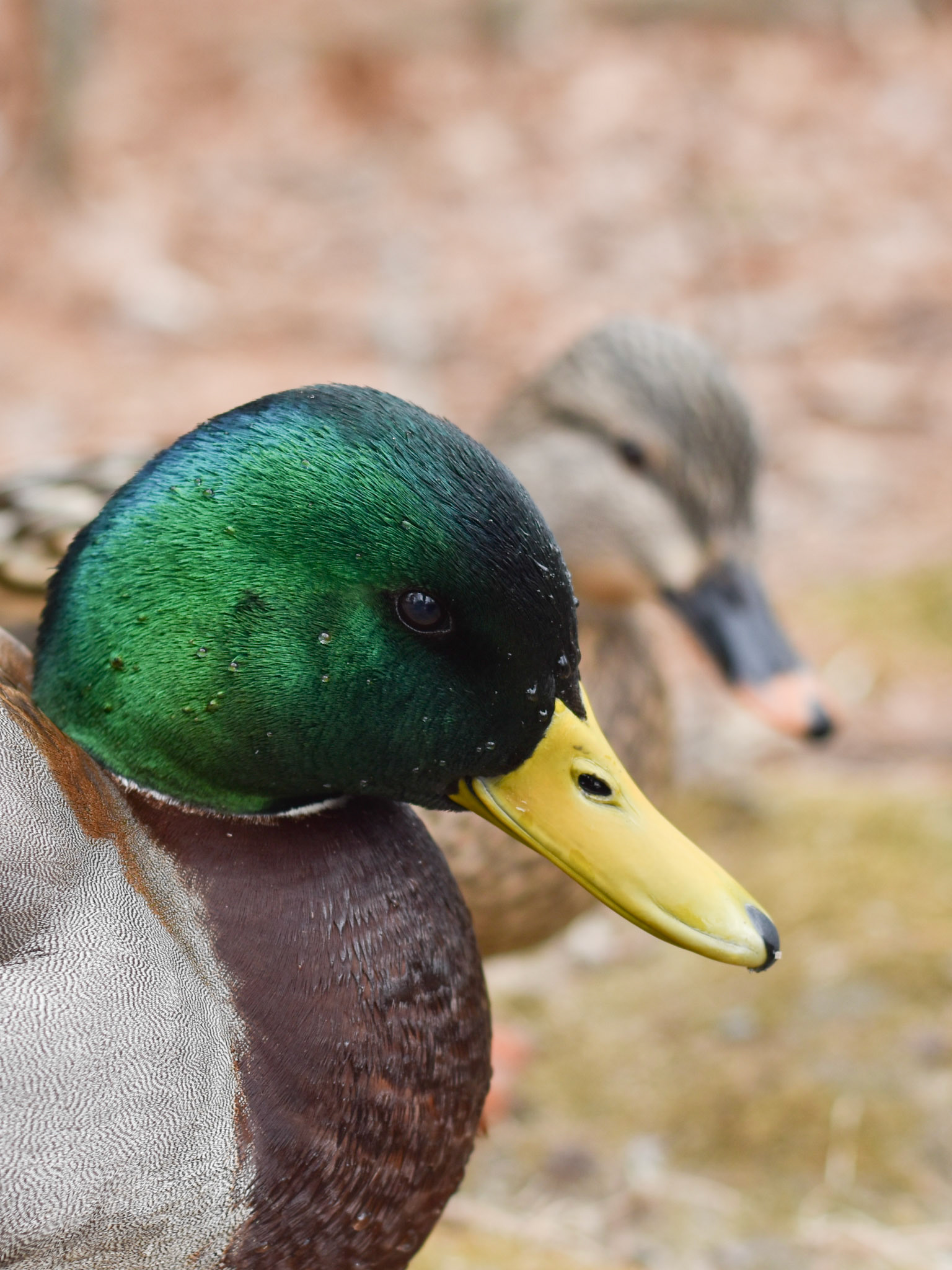 Mallard