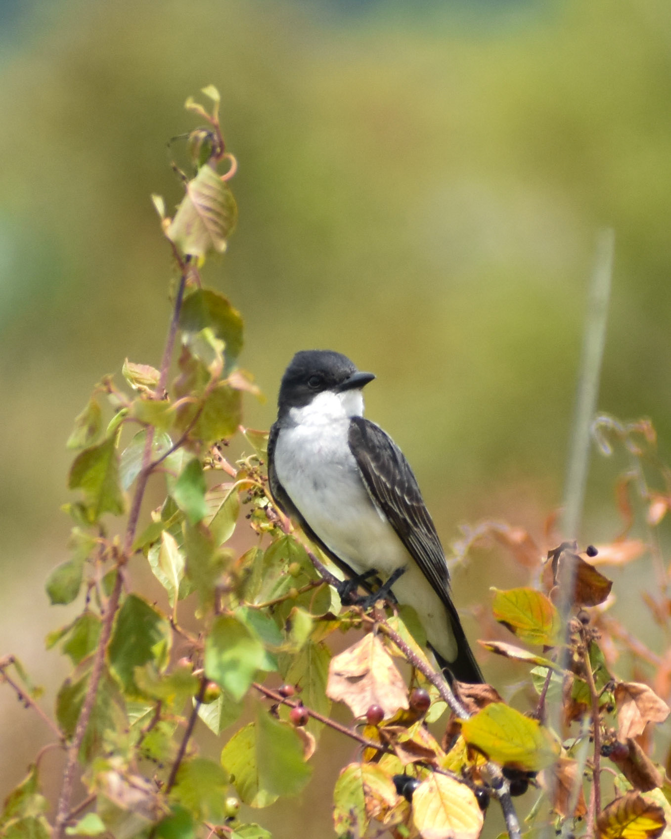 Eastern Kingbird