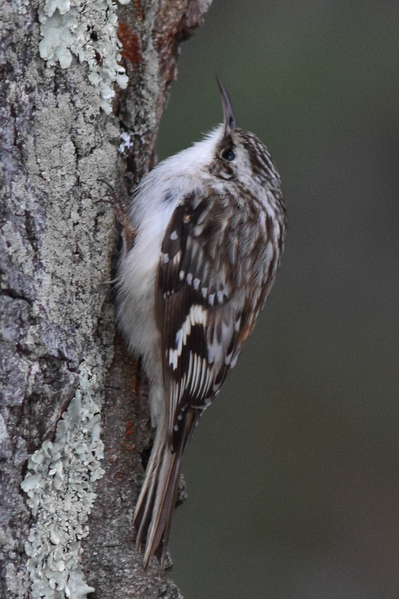 Brown Creeper