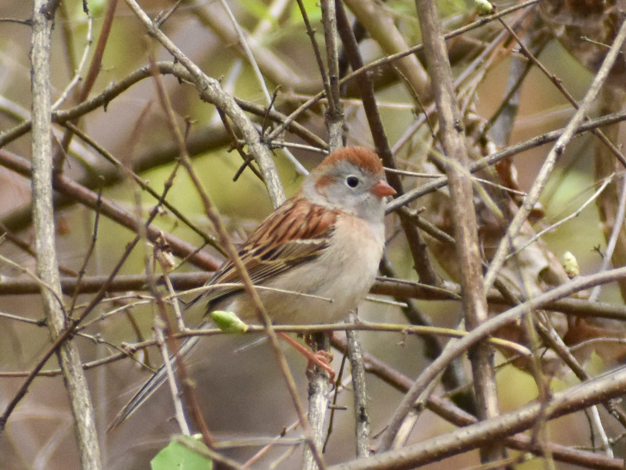 Field Sparrow