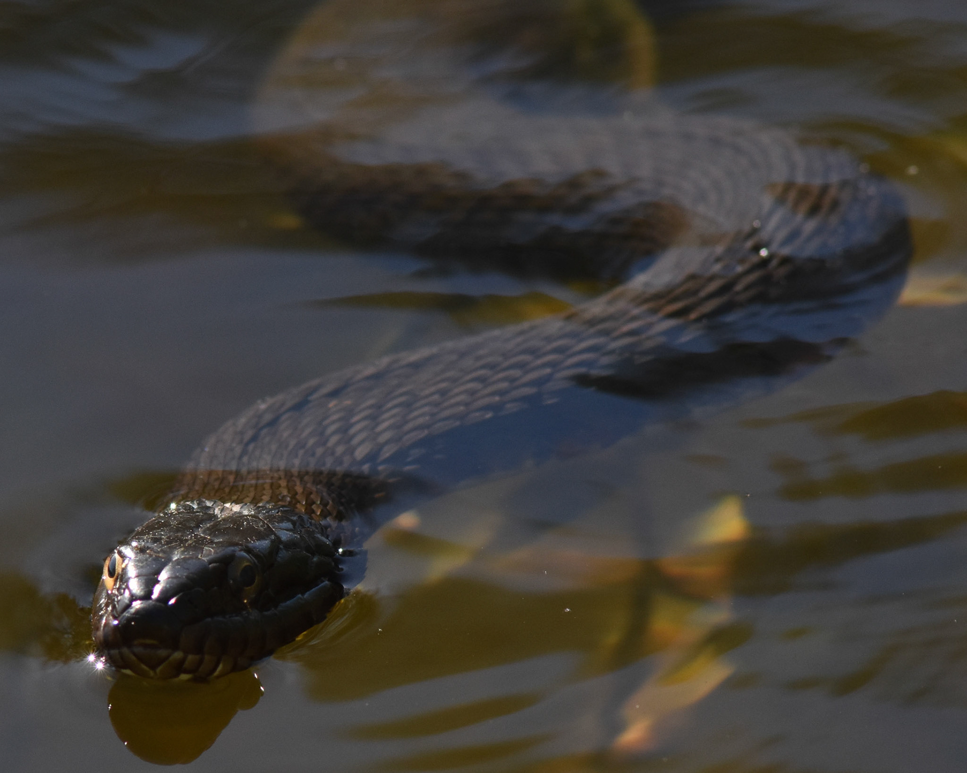 Common Watersnake