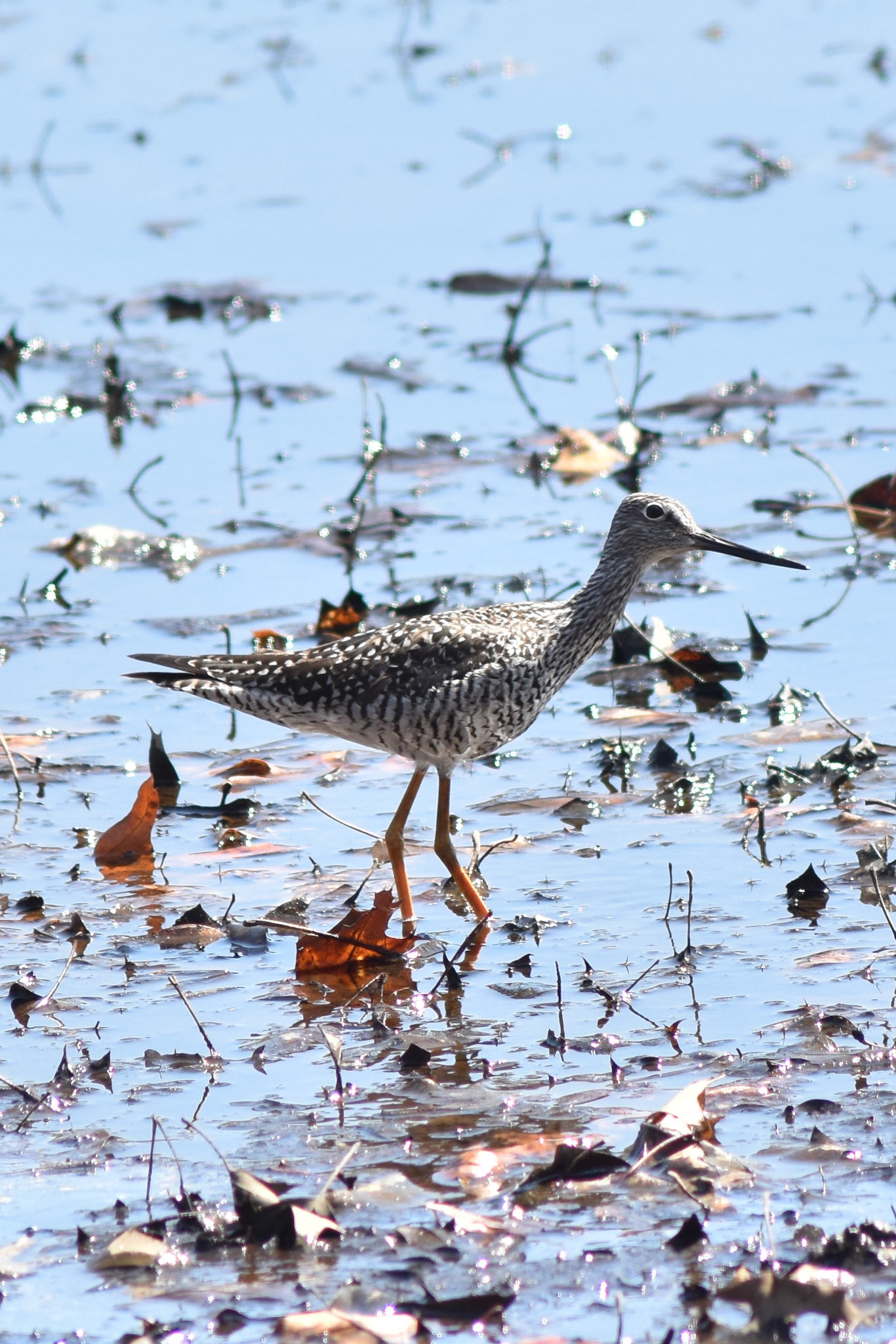 Greater Yellowlegs