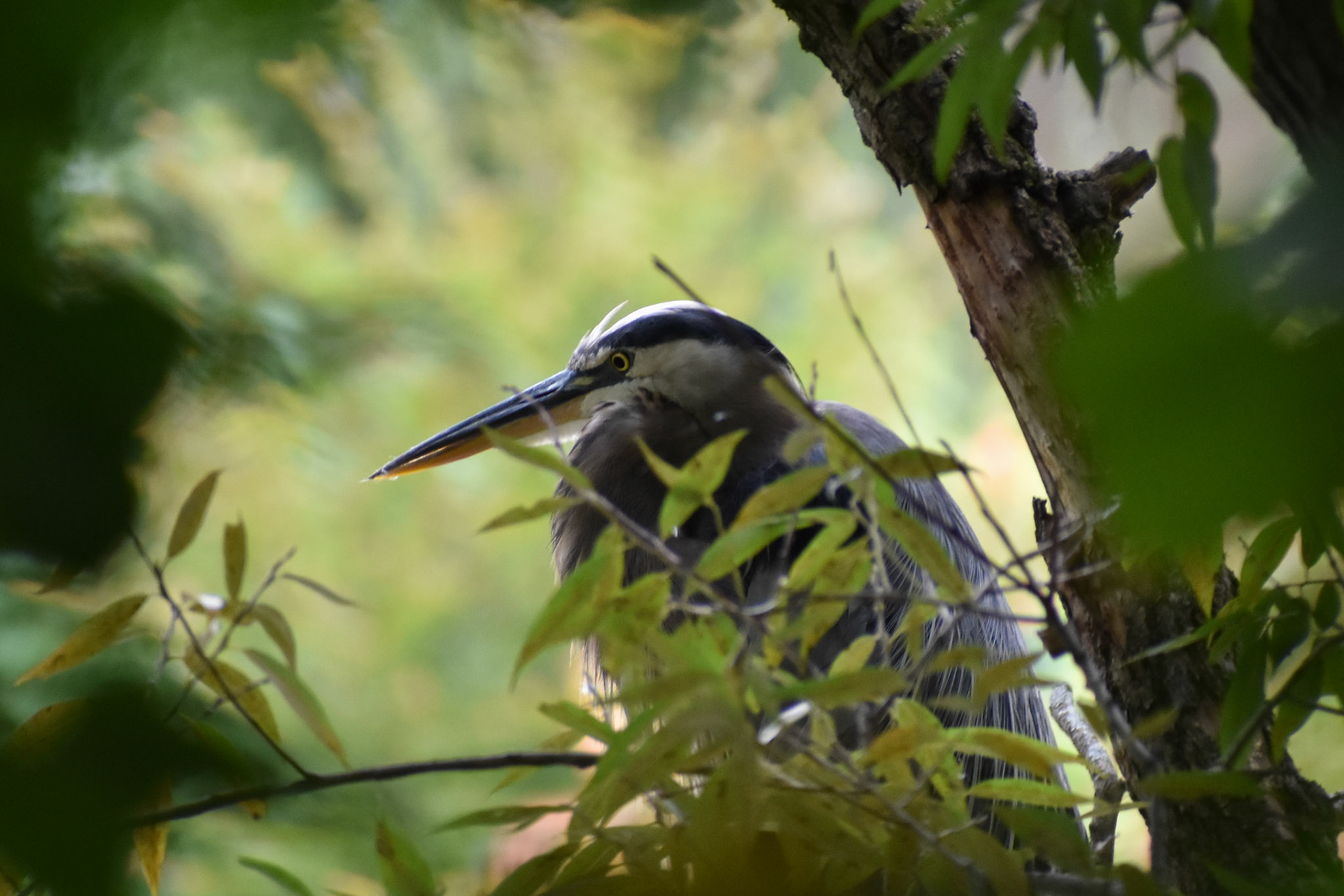 Great Blue Heron