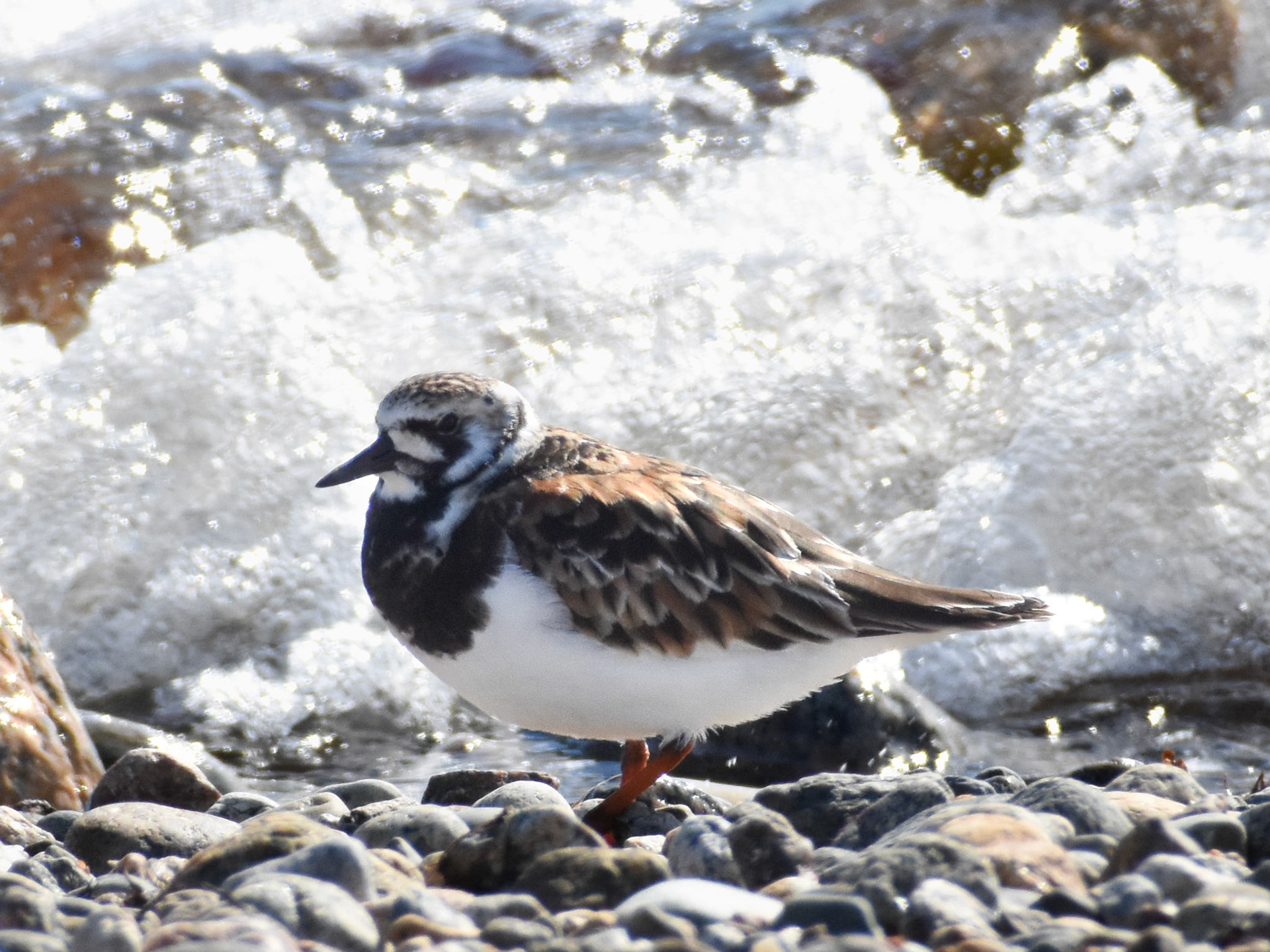 Ruddy Turnstone
