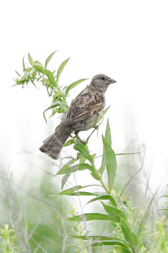 House Sparrow (female)