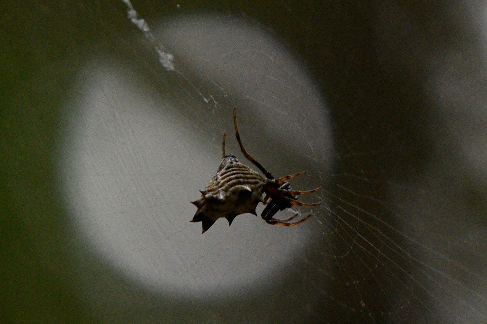 Spined Micrathena