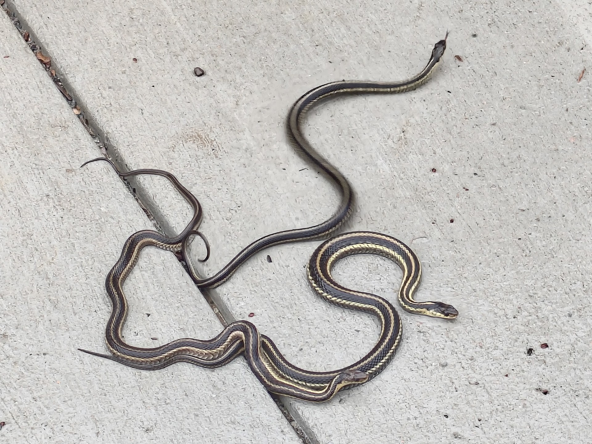 Common Garter Snake