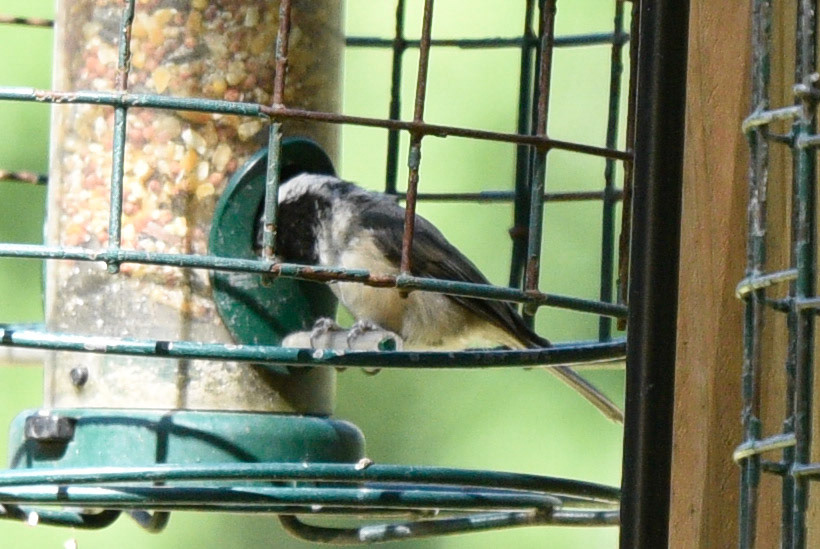 Carolina Chickadee