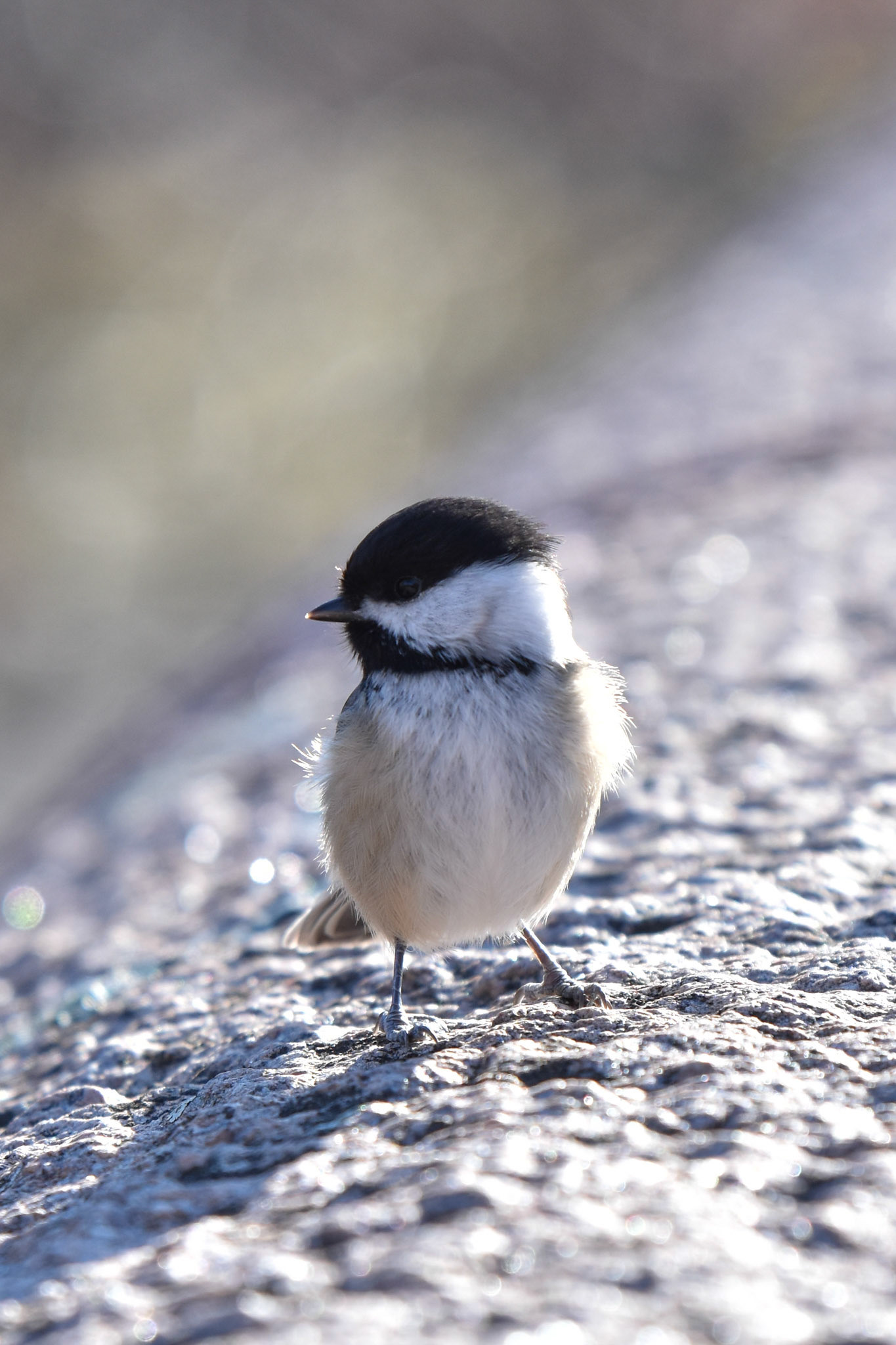 Black-capped Chickadee