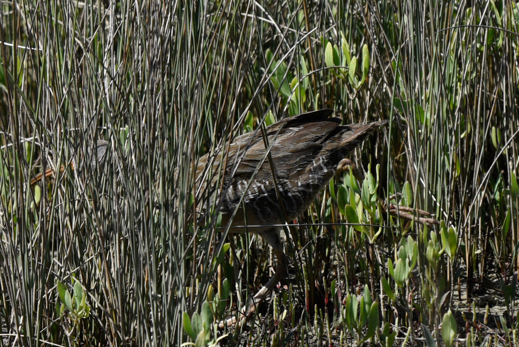 Clapper Rail
