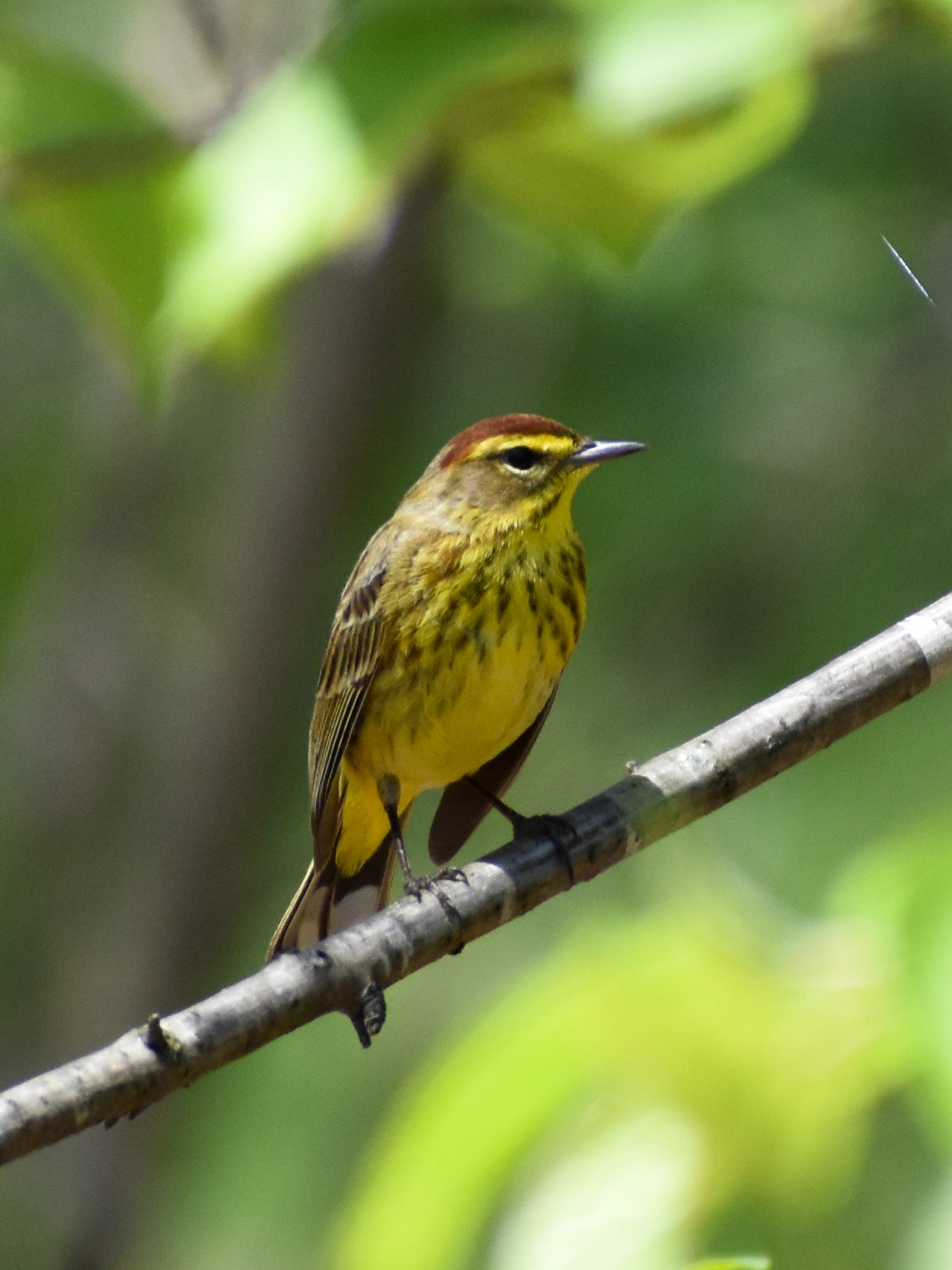 26. Palm Warbler - taken!