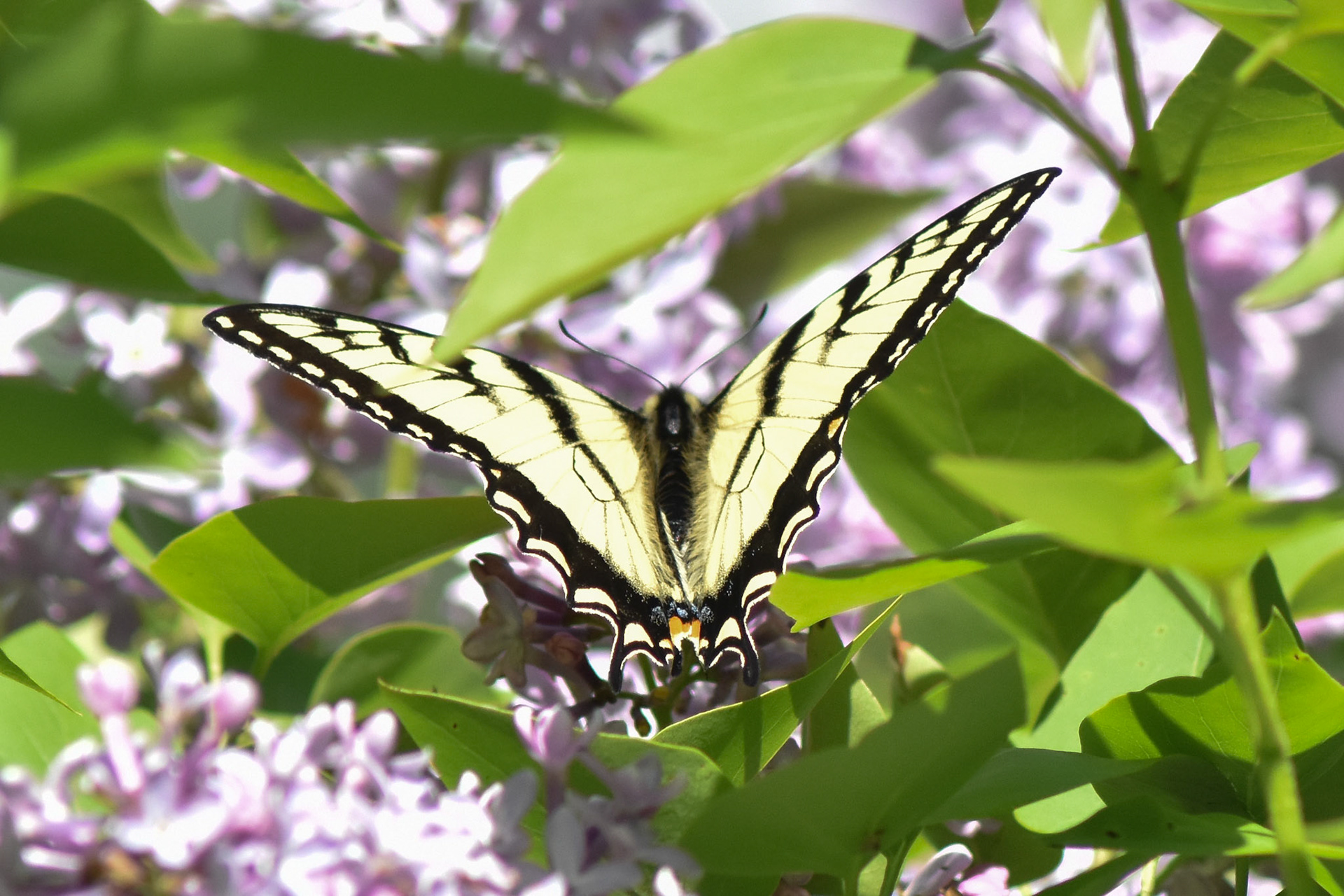 Canadian Tiger Swallowtail