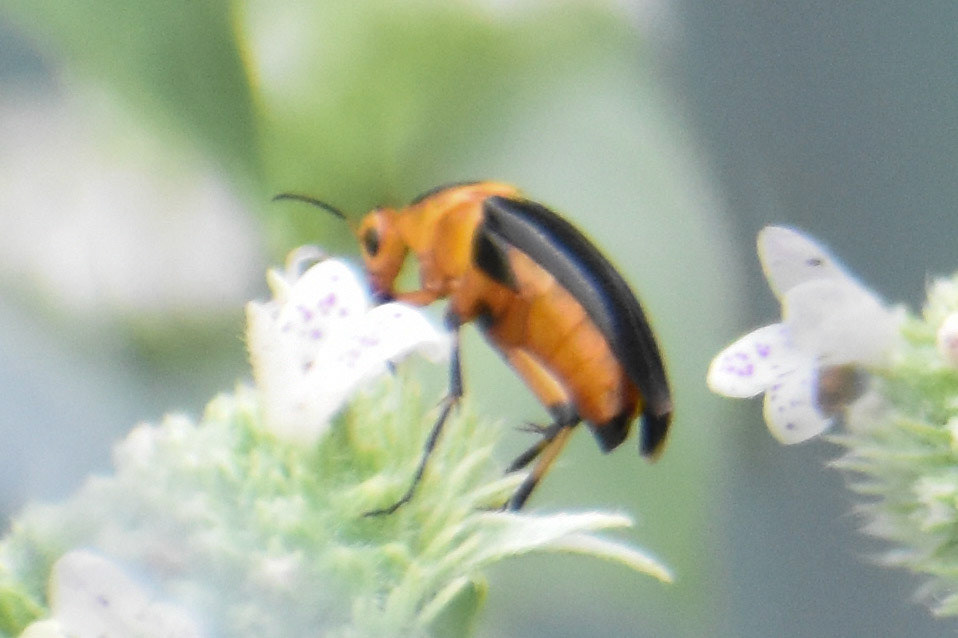 Bordered Wedge-shaped Beetle
