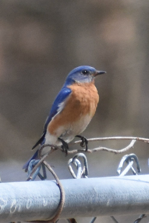Eastern Bluebird
