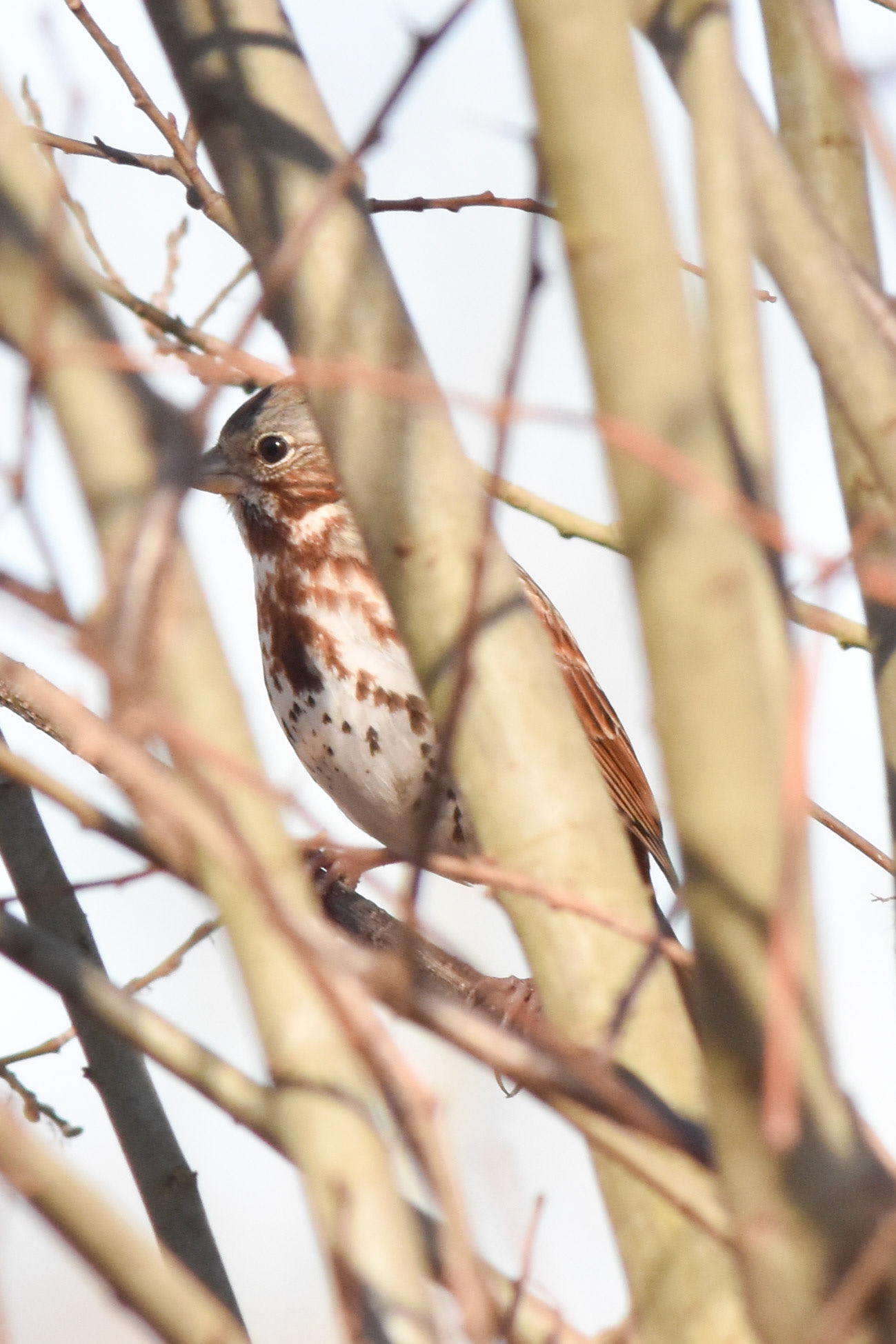 Fox Sparrow