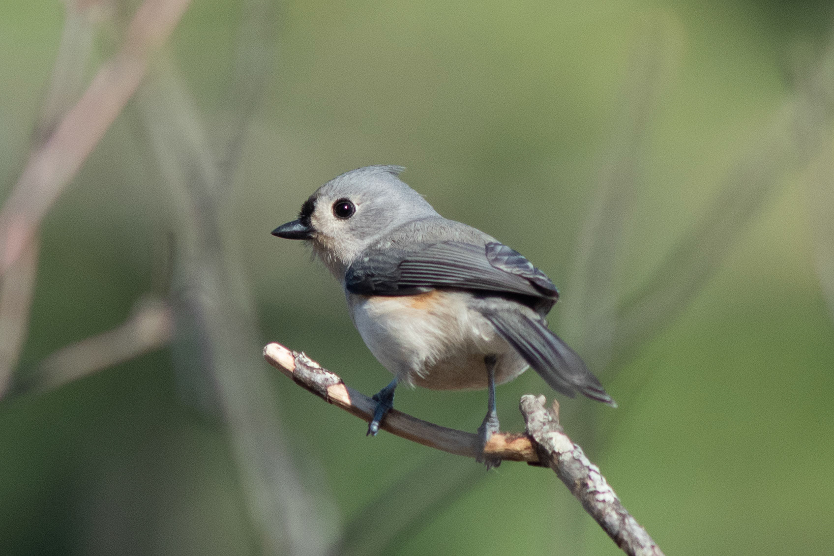 Tufted Titmouse