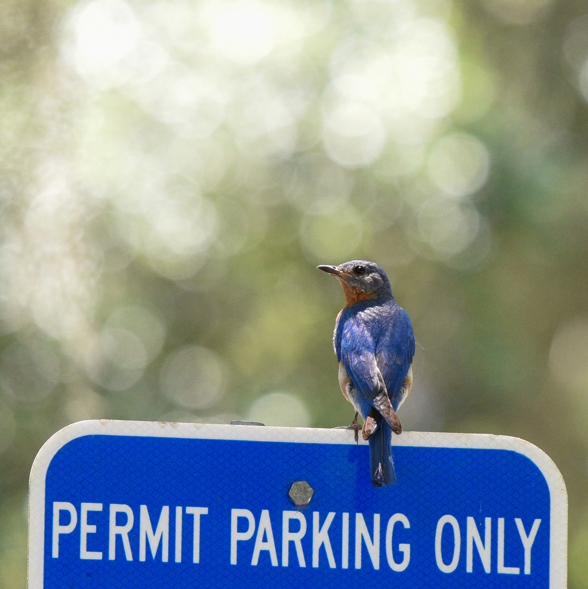Eastern Bluebird