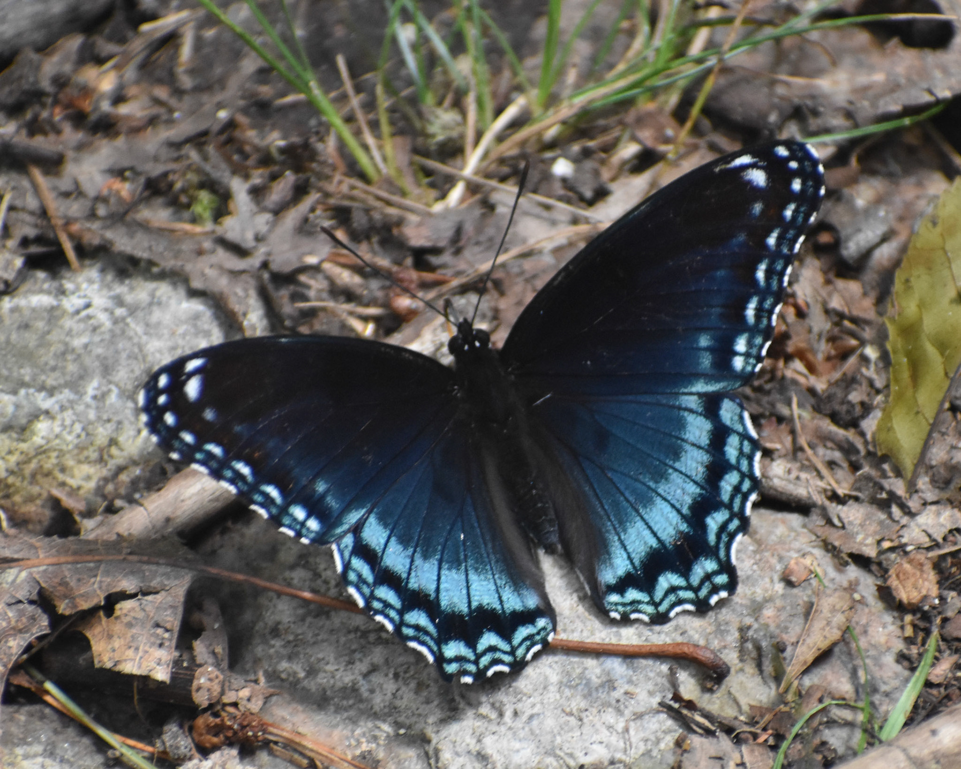 Red-spotted Purple