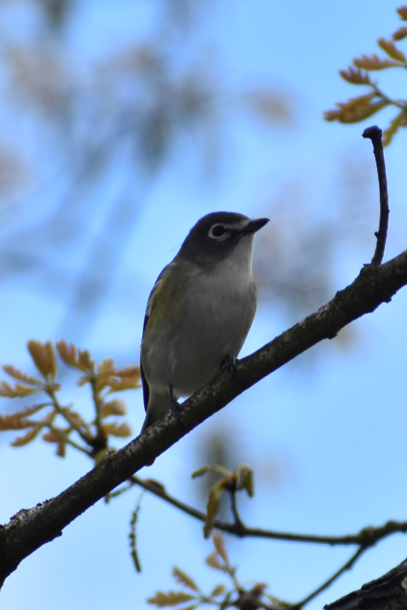 Blue-headed Vireo