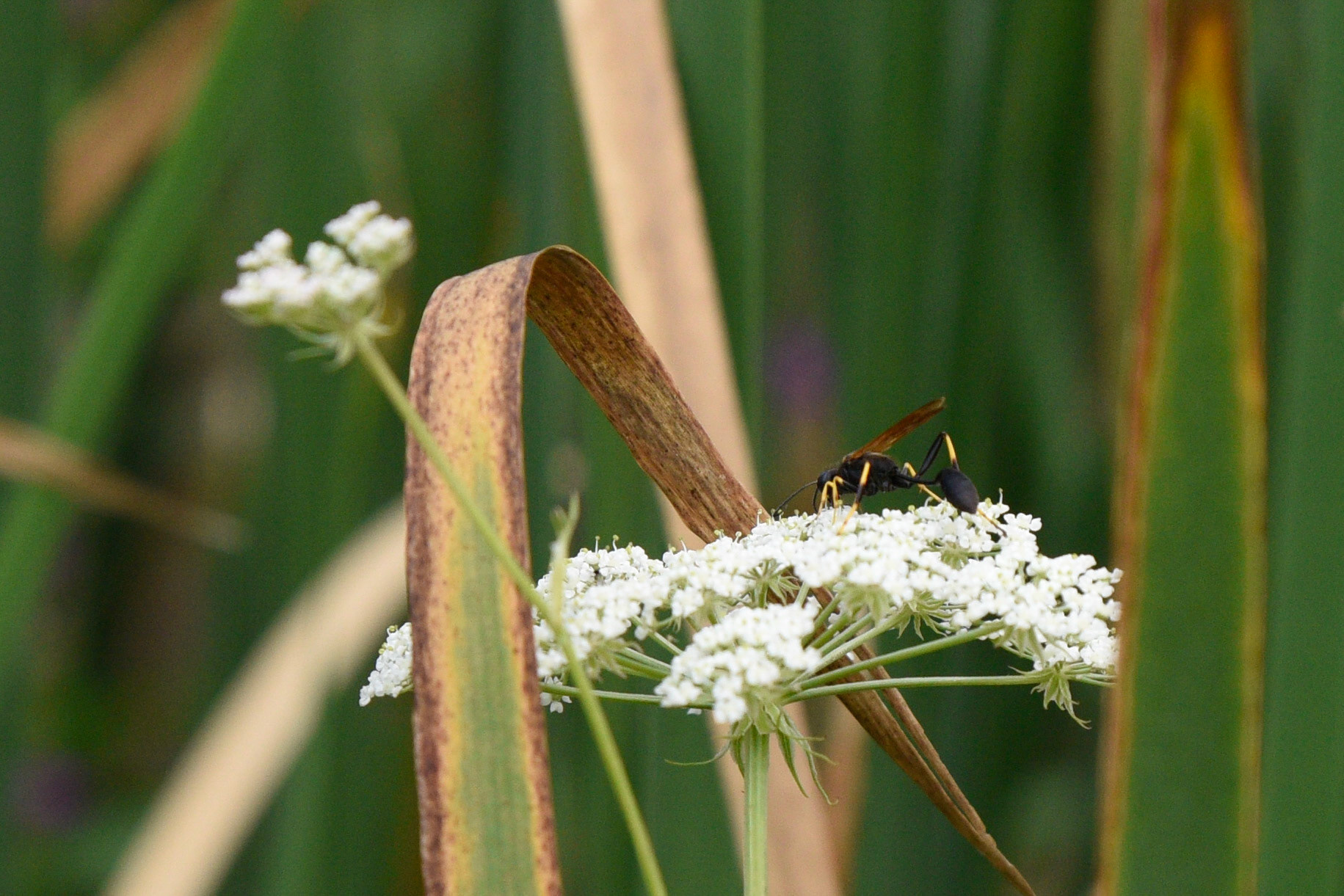 Yellow-legged Mud-dauber Wasp