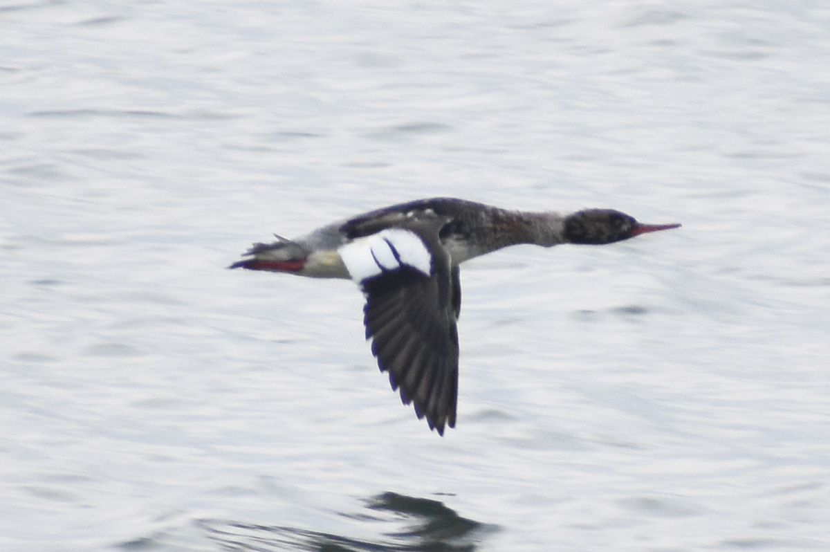 Red-breasted Merganser (male)