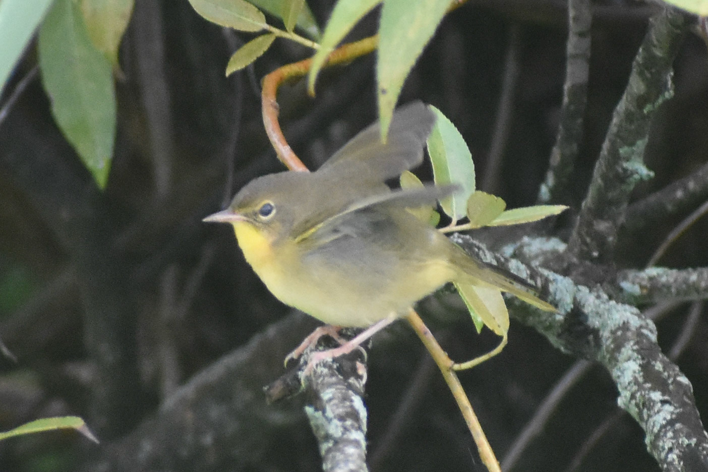 Common Yellowthroat (female)
