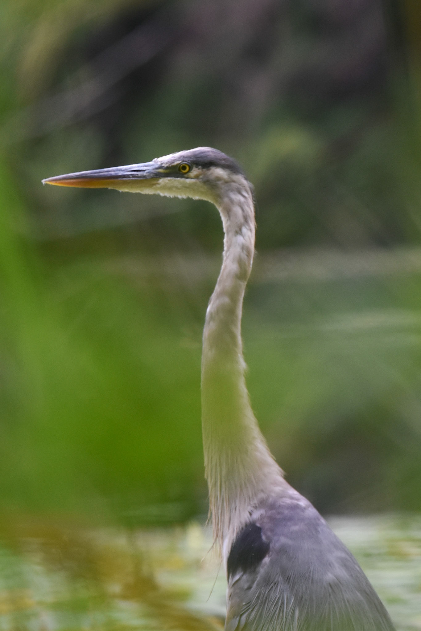 Great Blue Heron