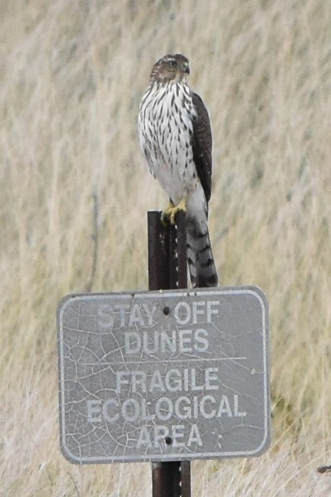 Sharp-shinned Hawk