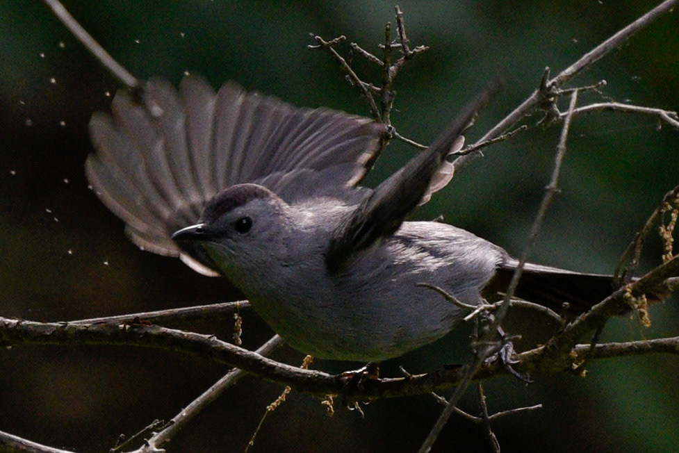 Grey Catbird