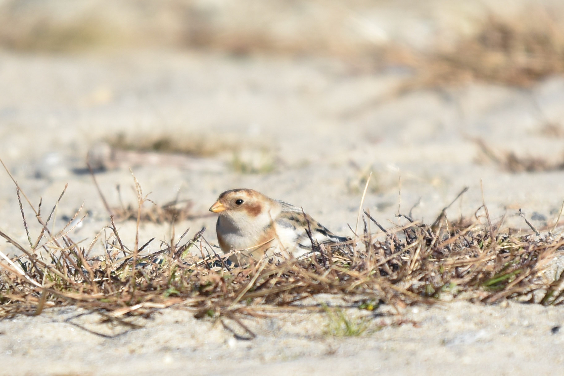 Snow Bunting
